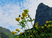 24 Trollius europaeus (Botton d'oro), con vista sul Torrione del Corno Branchino 